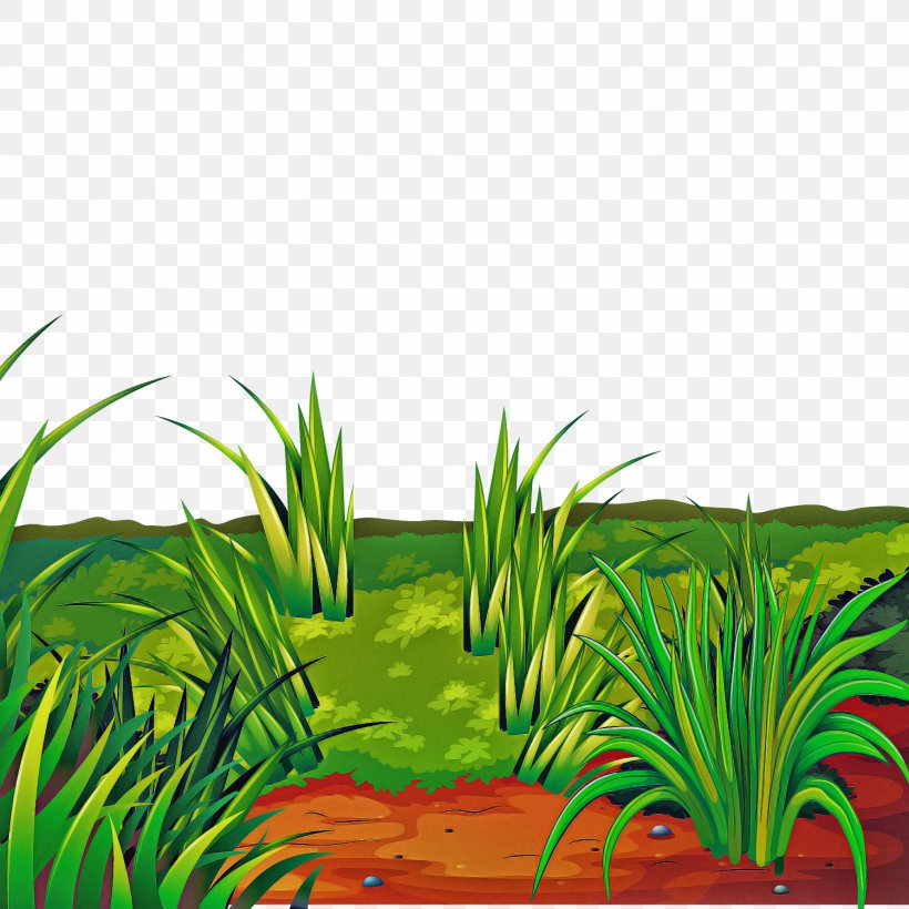 Grass Vegetation Green Plant Grass Family, PNG, 1500x1500px, Grass, Grass Family, Grassland, Green, Landscape Download Free