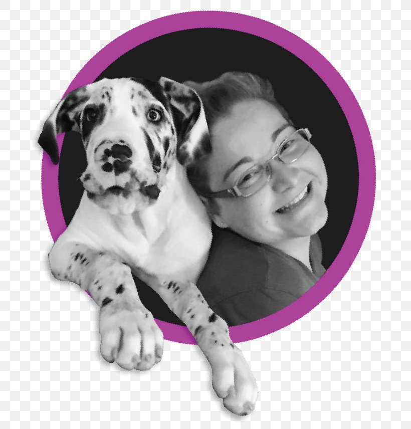 Great Dane Maddie Poppe Dalmatian Dog Puppy Dog Breed, PNG, 713x856px, Great Dane, Breed, Carnivoran, Chronic Kidney Disease, Dalmatian Download Free