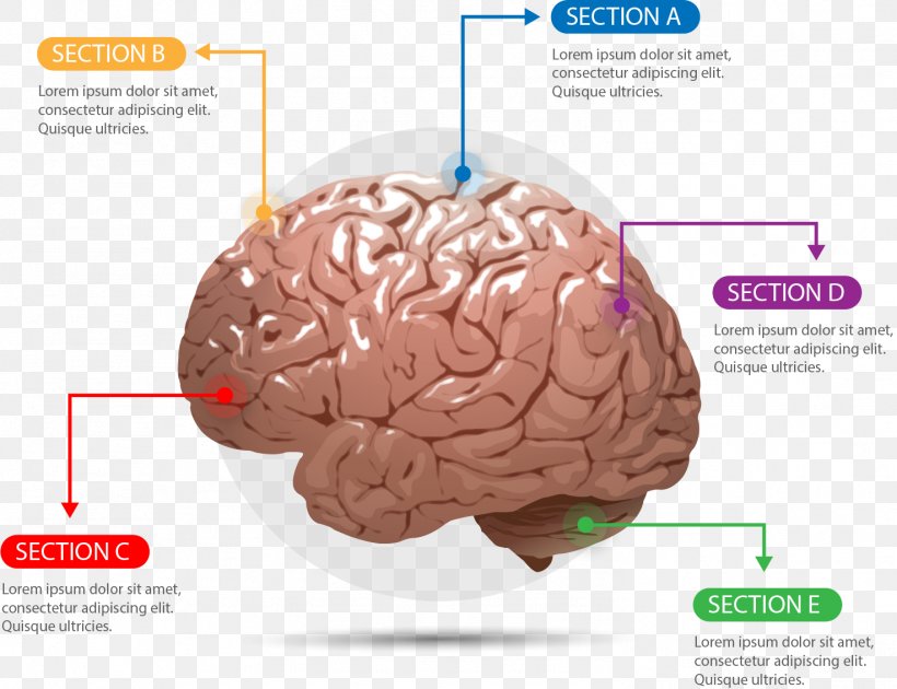 Human Brain Agy Cerebrum Euclidean Vector, PNG, 1474x1133px, Watercolor, Cartoon, Flower, Frame, Heart Download Free