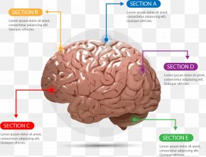 Shape Brain Chart Agy, PNG, 568x568px, Shape, Agy, Area, Brain ...