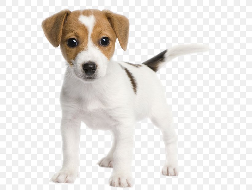 Jack Russell Terrier Parson Russell Terrier Miniature Fox Terrier Bull Terrier, PNG, 659x618px, Jack Russell Terrier, Beagle, Breed, Bull Terrier, Carnivoran Download Free