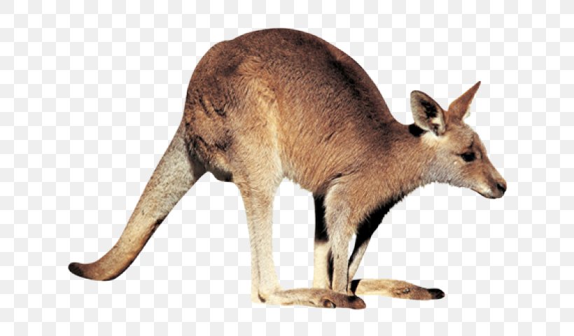 Macropods Clip Art Kangaroo, PNG, 640x480px, Macropods, Data, Fauna, Kangaroo, Kangaroos Download Free