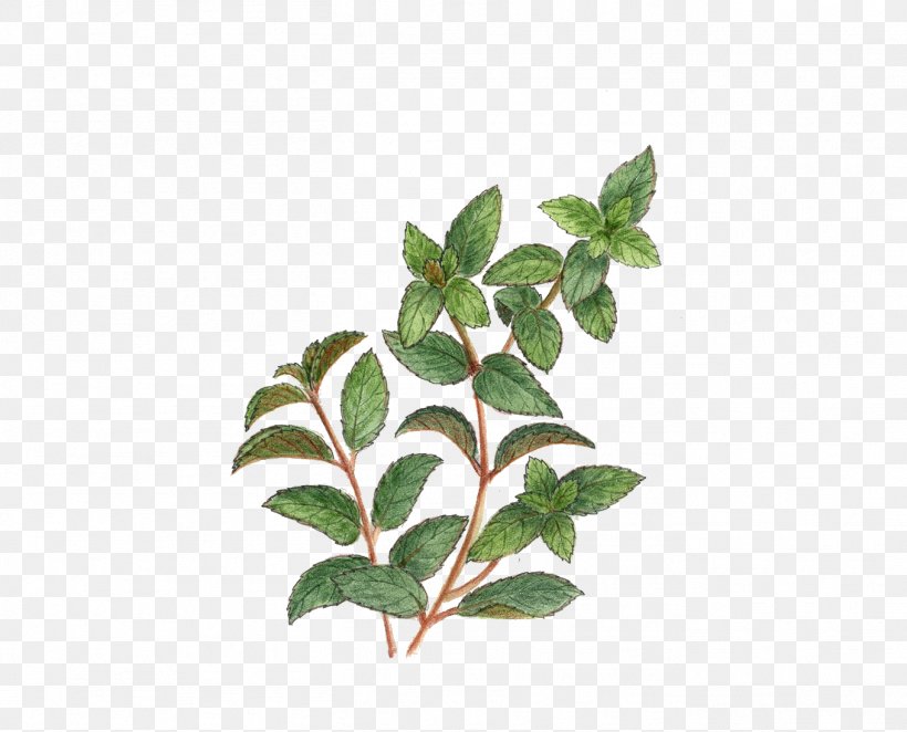 Tea Stock Photography Alamy Mint, PNG, 1359x1098px, Tea, Alamy, Branch, Caffeine, Drawing Download Free