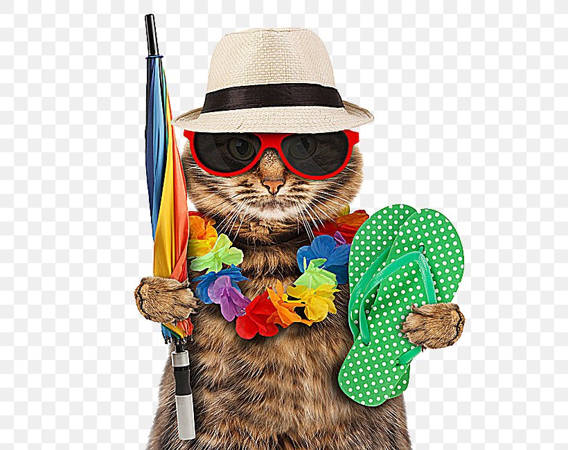 Vacation Kitten Dog Travel, PNG, 650x650px, Cat, Airline Ticket, Beach, Colonel Meow, Depositphotos Download Free