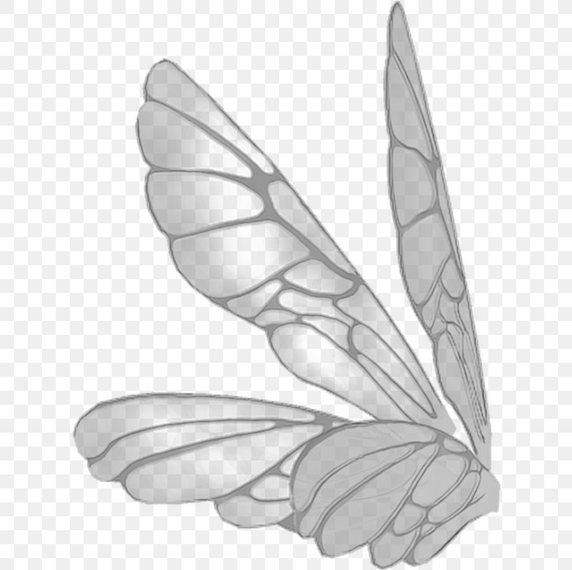 Feather, PNG, 616x817px, White, Arm, Feather, Leaf, Line Art Download Free