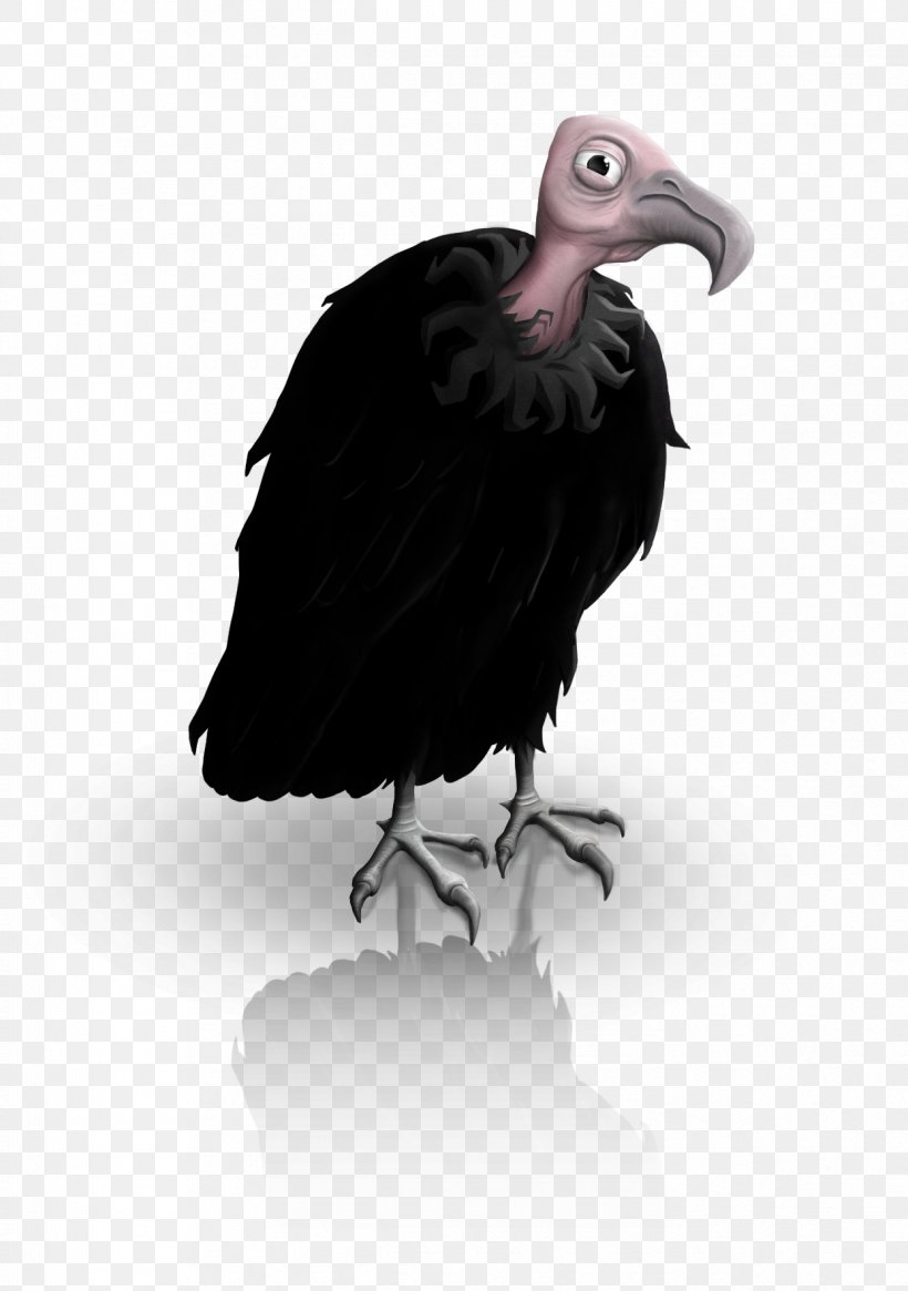 Vulture Beak, PNG, 1245x1770px, Vulture, Accipitriformes, Beak, Bird, Bird Of Prey Download Free