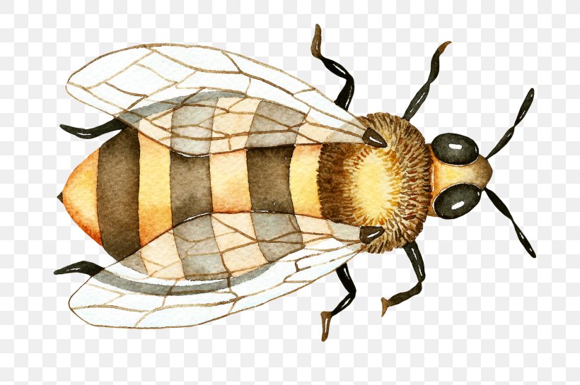 Watercolor Drawing, PNG, 768x545px, Honey Bee, Bee, Blister Beetles, Blowflies, Drawing Download Free