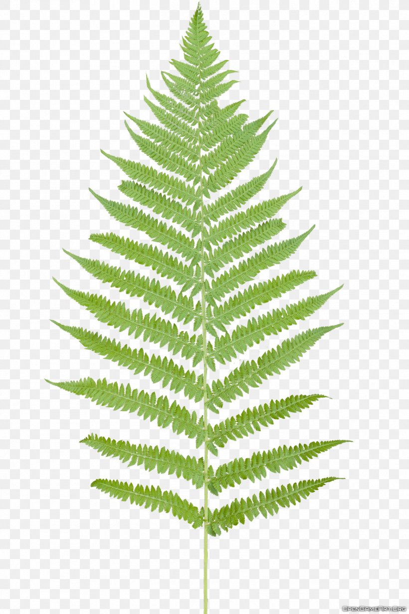 Leaf Fern Flower Plant, PNG, 1296x1944px, Leaf, Christmas Ornament, Christmas Tree, Conifer, Etsy Download Free