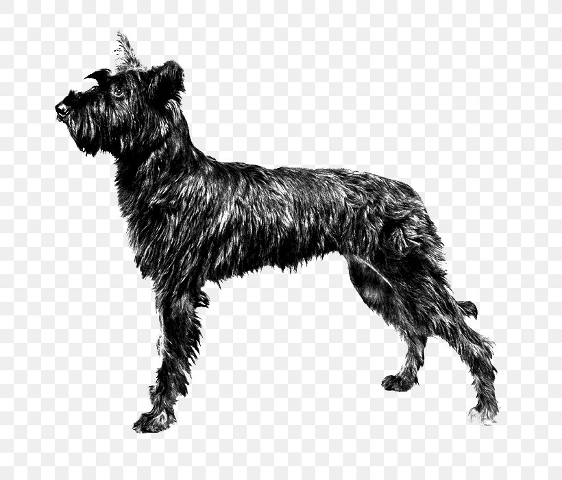 Miniature Schnauzer Berger Picard Standard Schnauzer Cairn Terrier Irish Terrier, PNG, 700x700px, Miniature Schnauzer, Affenpinscher, American Kennel Club, Berger Picard, Black And White Download Free