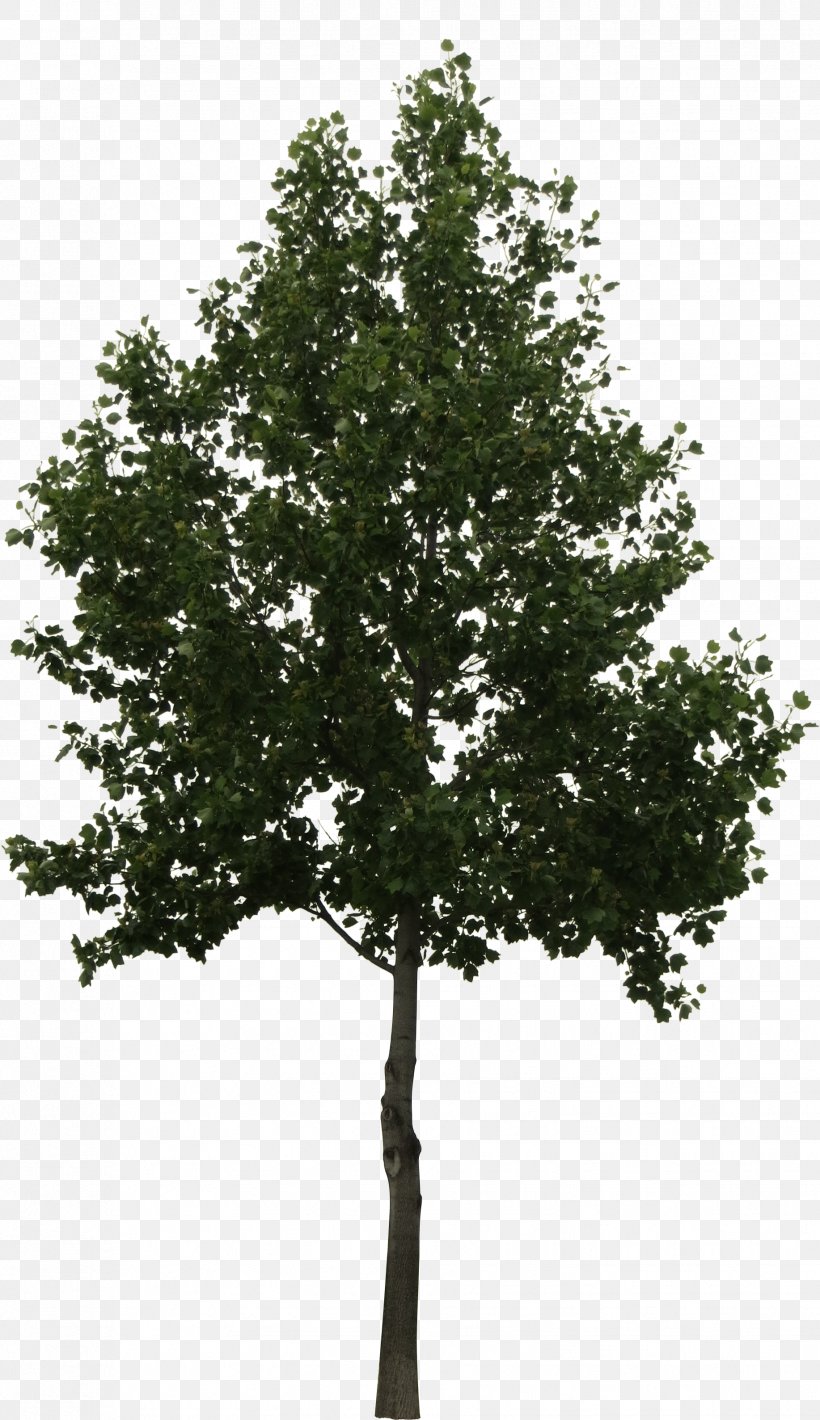 Oak Tree Leaf, PNG, 1834x3177px, Tree, Branch, Broadleaved Tree, Canoe Birch, Flower Download Free