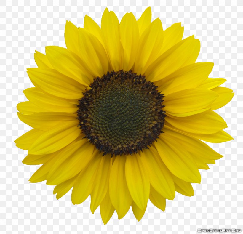 Common Sunflower Royalty-free Clip Art, PNG, 1130x1089px, Common Sunflower, Black And White, Daisy Family, Drawing, Flower Download Free
