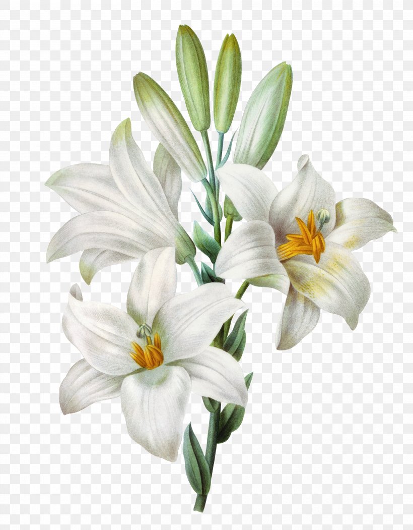 Easter Lily Lilium Candidum Tiger Lily Watercolor Painting, PNG, 3450x4425px, Easter Lily, Art, Artificial Flower, Arumlily, Color Download Free