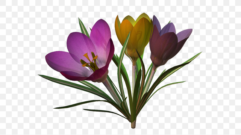 Flower Crocus Crocus M Cut Flowers, PNG, 600x461px, Flower, Crocus, Crocus M, Cut Flowers, Internet Forum Download Free