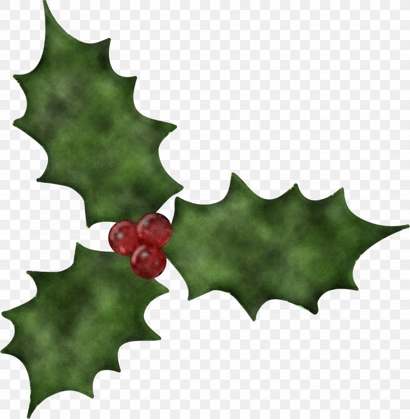 Holly, PNG, 2478x2537px, Holly, American Holly, Flower, Grape Leaves, Hollyleaf Cherry Download Free
