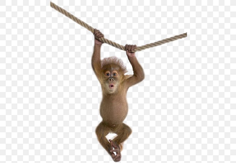 Orangutan Monkey Desktop Wallpaper, PNG, 480x567px, Orangutan, Digital Image, Mammal, Monkey, Photography Download Free