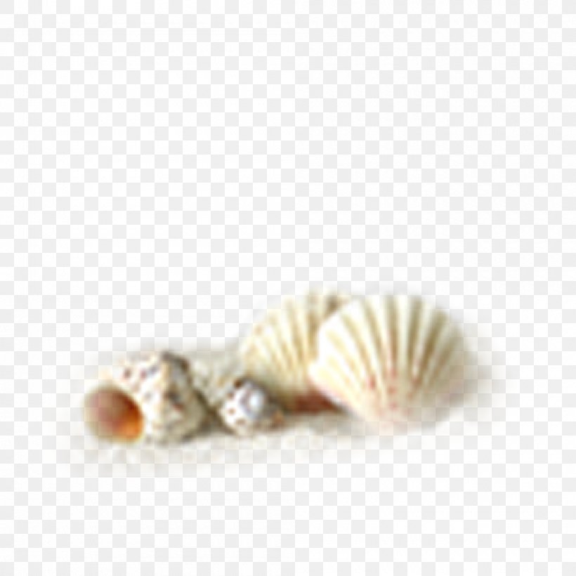 Oyster Conch Seashell, PNG, 1000x1000px, Oyster, Caracola, Cockle, Conch, Conchology Download Free