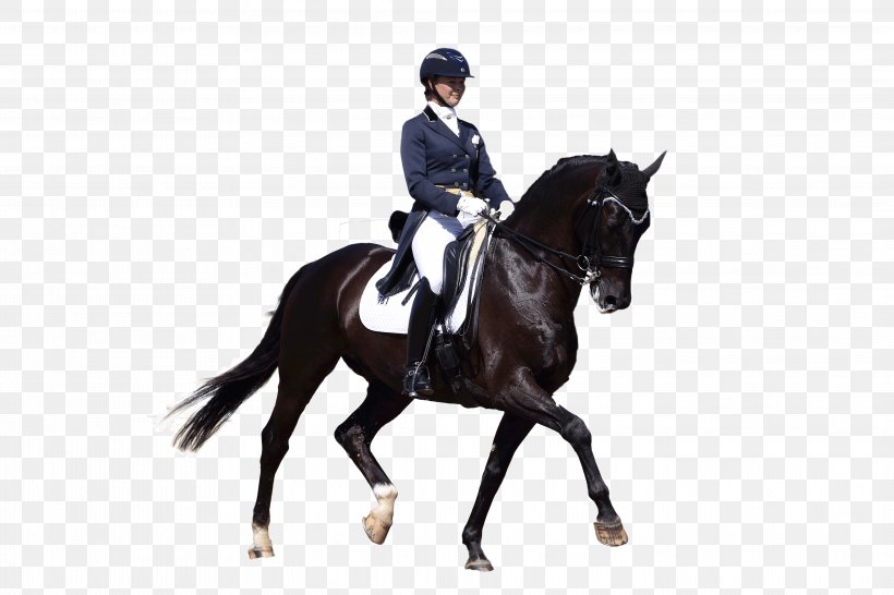 Equestrian Dressage Horse English Riding Bridle, PNG, 4147x2764px, Equestrian, Animal Sports, Animal Training, Bit, Bridle Download Free