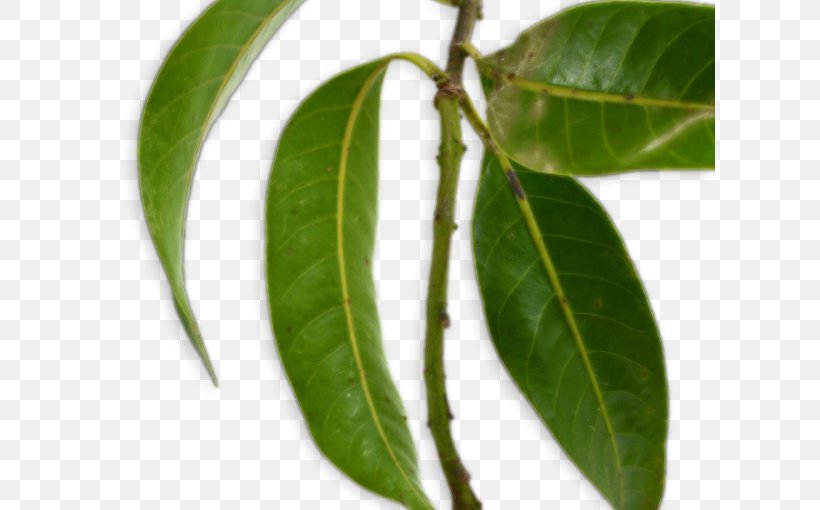 Leaf Bouea Macrophylla Branch Mango Fruit, PNG, 610x510px, Leaf, Ataulfo, Auglis, Bouea Macrophylla, Branch Download Free