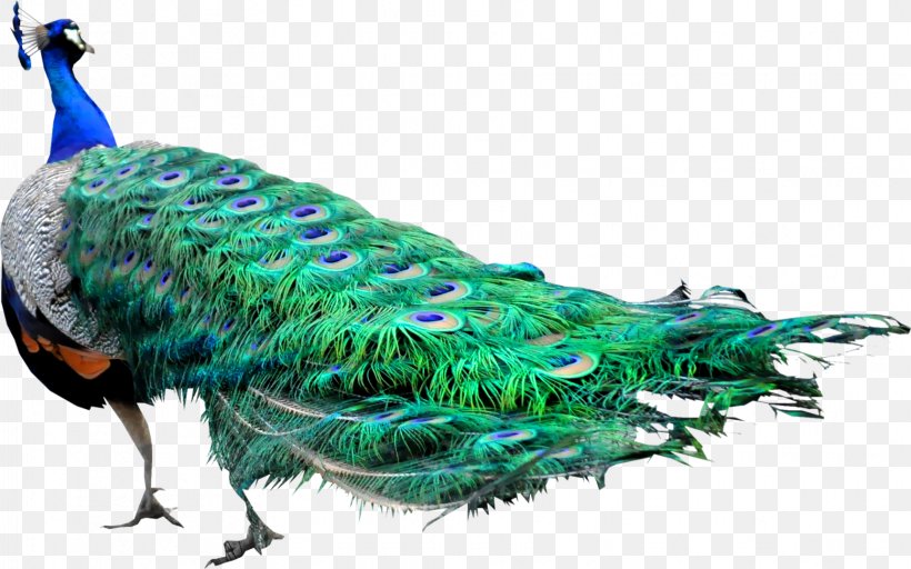 Asiatic Peafowl Bird Clip Art, PNG, 1724x1078px, Peafowl, Animal, Asiatic Peafowl, Beak, Bird Download Free