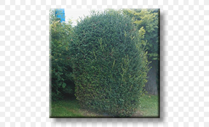English Yew Shrubland Hedge Buxus Sempervirens Evergreen, PNG, 500x500px, English Yew, Biome, Box, Broadleaved Tree, Buxus Sempervirens Download Free