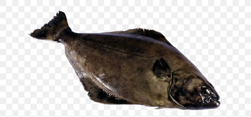 Fish Atlantic Halibut Seafood Atlantic Cod, PNG, 700x383px, Fish, Atlantic Cod, Atlantic Halibut, Common Ling, Fauna Download Free