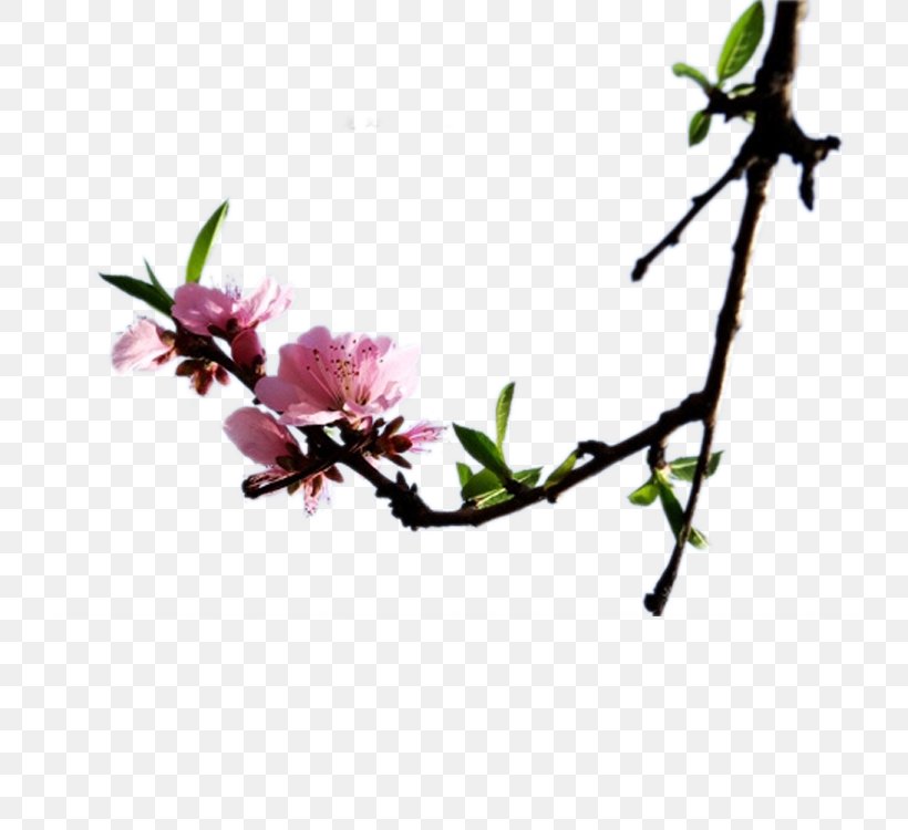 Flash Video Download Digital Container Format MPEG-4 Part 14, PNG, 750x750px, Flash Video, Blossom, Branch, Camera, Cherry Blossom Download Free