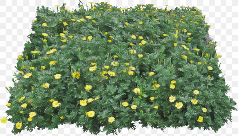 Flower Flowering Plant Plant Shrub Tree, PNG, 1200x685px, Flower, Cinquefoil, Flowering Plant, Groundcover, Herbaceous Plant Download Free