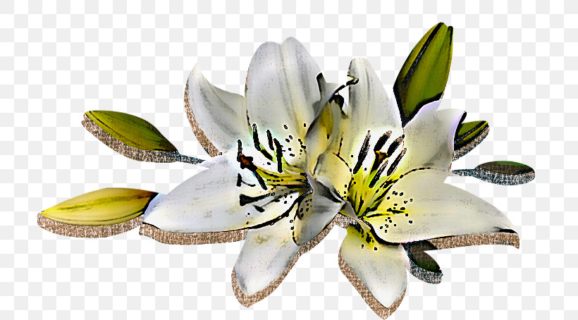 Flower White Lily Petal Plant, PNG, 734x454px, Flower, Cut Flowers, Lily, Lily Family, Lily Order Download Free
