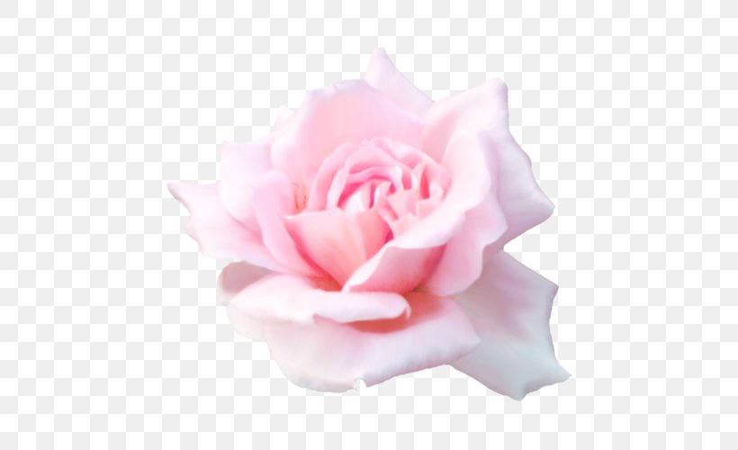 Garden Roses Beach Rose Pink Flower Petal, PNG, 500x500px, Garden Roses, Beach Rose, Cabbage Rose, Cut Flowers, Floribunda Download Free