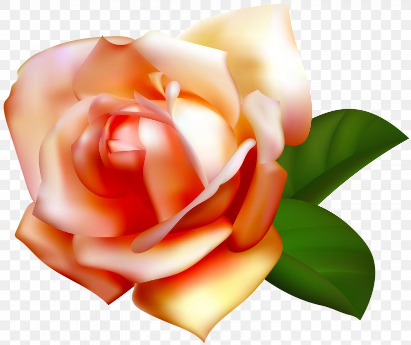 Image File Formats Lossless Compression, PNG, 6000x5048px, Beach Rose, Bitmap, Close Up, Cut Flowers, Floral Design Download Free