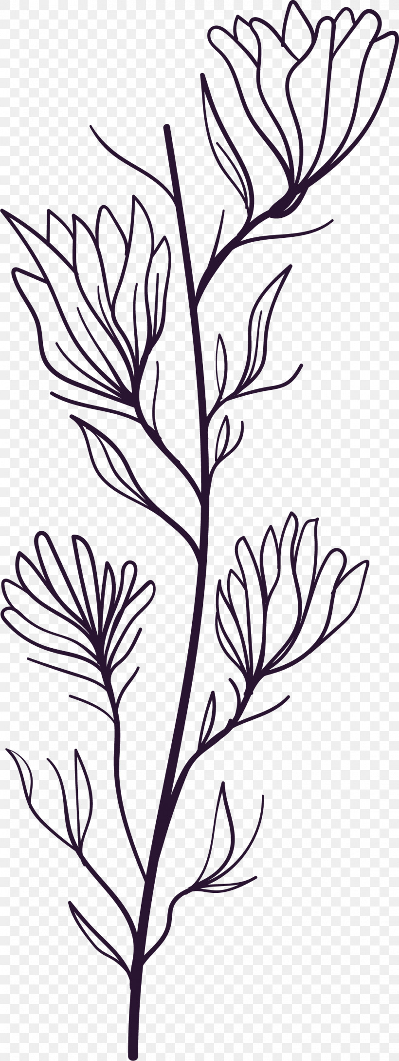 Simple Leaf Simple Leaf Drawing Simple Leaf Outline, PNG, 1117x2966px, Simple Leaf, Biology, Black White M, Floral Design, Flower Download Free