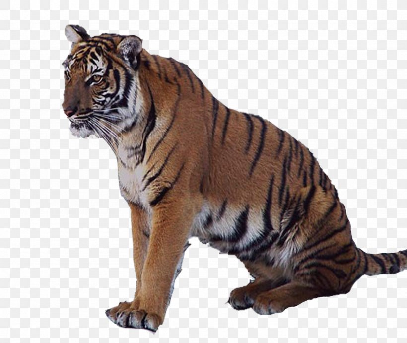 Tiger Lion Animal, PNG, 974x821px, Tiger, Animal, Big Cat, Big Cats, Carnivoran Download Free