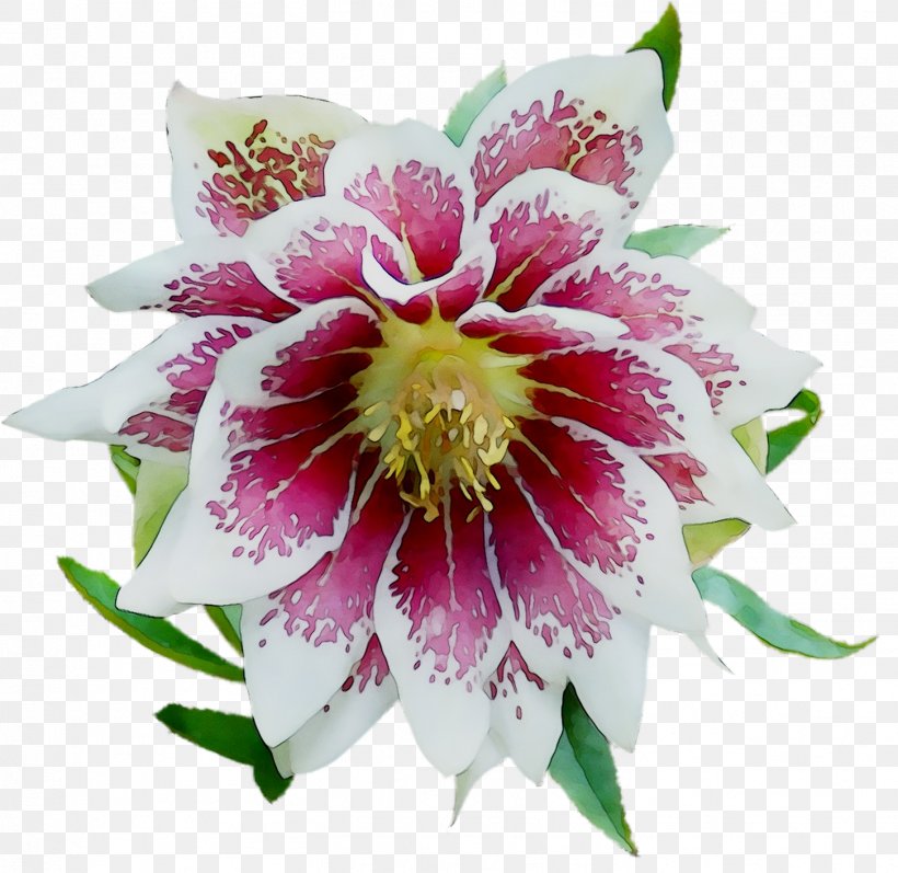 Epiphyllum Cut Flowers, PNG, 1452x1412px, Epiphyllum, Cut Flowers, Flower, Flowering Plant, Passion Flower Download Free