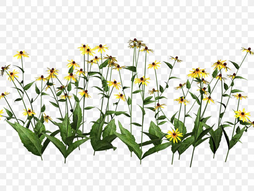 Plant Wildflower Clip Art, PNG, 1500x1131px, Plant, Botany, Cut Flowers, Daisy, Display Resolution Download Free