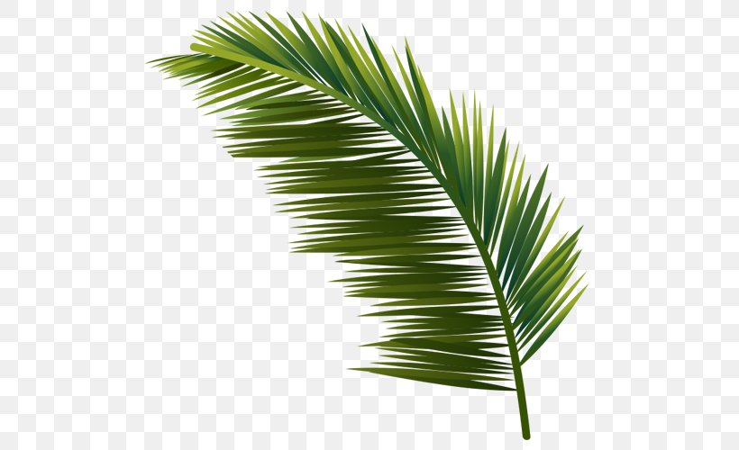Arecaceae Leaf Plant Tree Coconut, PNG, 500x500px, Arecaceae, Areca Palm, Arecales, Borassus Flabellifer, Coconut Download Free