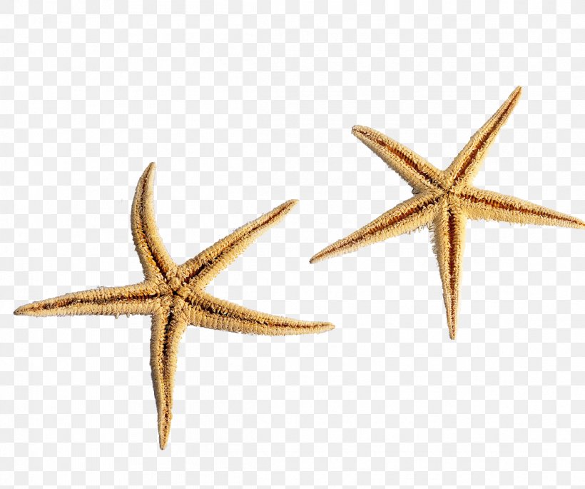 Starfish Sea Ocean, PNG, 1162x972px, Starfish, Brittle Star, Conch, Echinoderm, Internet Download Free