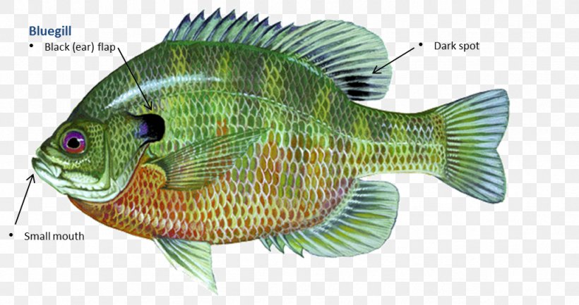 Tilapia Bluegill Redear Sunfish Sunfishes Green Sunfish, PNG, 1026x543px, Tilapia, Bass, Bluegill, Fauna, Fish Download Free