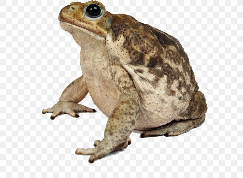 American Bullfrog Cane Toad Toads American Toad, PNG, 743x600px, American Bullfrog, American Toad, Amphibian, Analgesic, Bullfrog Download Free