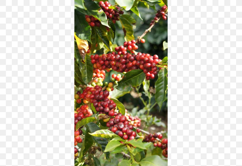 Kona Coffee Silver Buffaloberry Aquifoliaceae Kona District, Hawaii Pink Peppercorn, PNG, 750x563px, Kona Coffee, Aquifoliaceae, Aquifoliales, Aronia, Berry Download Free