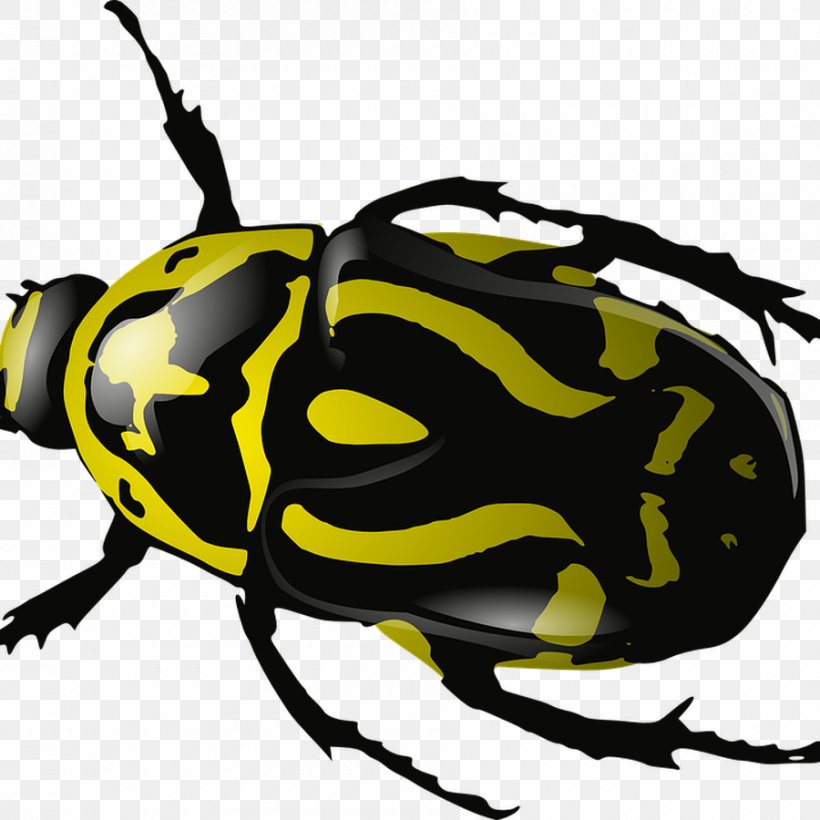 Rhinoceros Beetles Clip Art Vector Graphics, PNG, 900x900px, Beetle, Arthropod, Artwork, Dung Beetle, Fauna Download Free