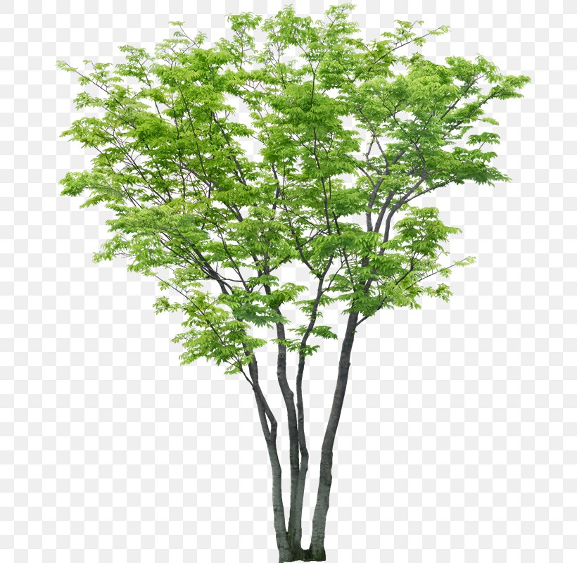 Tree Clip Art Adobe Photoshop .dwg, PNG, 718x800px, Tree, Autocad, Bombax Ceiba, Branch, Computer Software Download Free