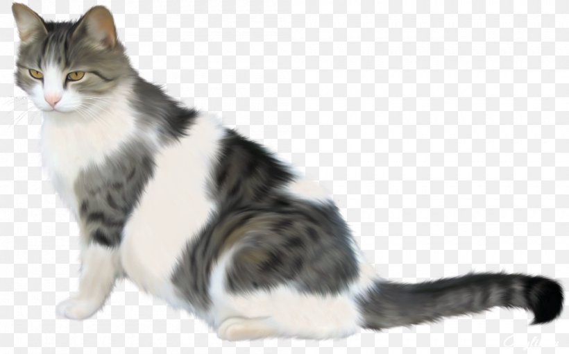Clip Art Siamese Cat Image European Shorthair, PNG, 1000x622px, Siamese Cat, Aegean Cat, American Shorthair, American Wirehair, Black Cat Download Free