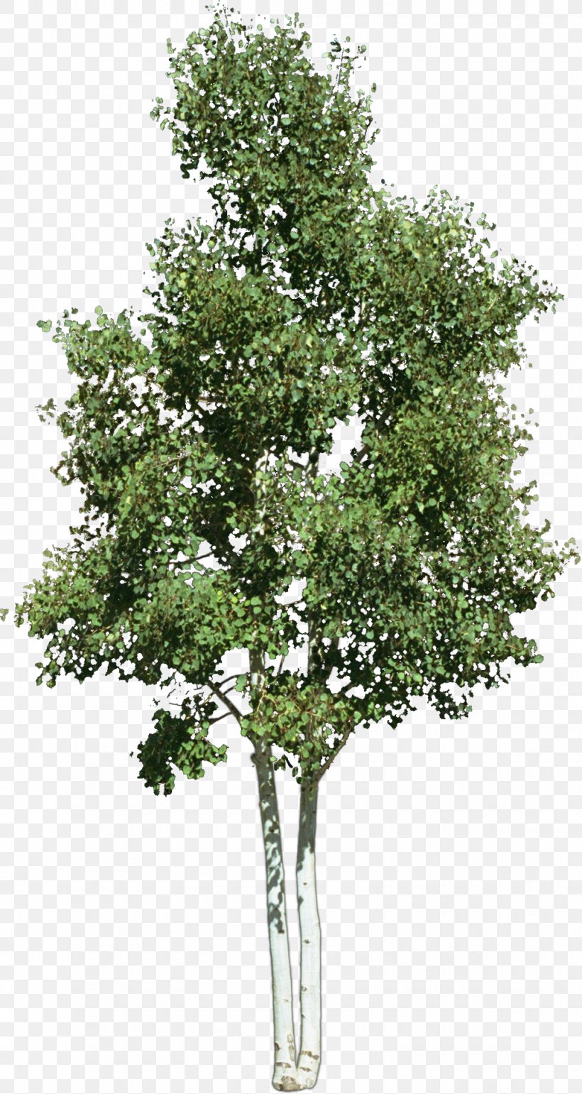 Look At Trees Clip Art, PNG, 1020x1918px, Tree, Birch, Branch, Flowering Plant, Image File Formats Download Free