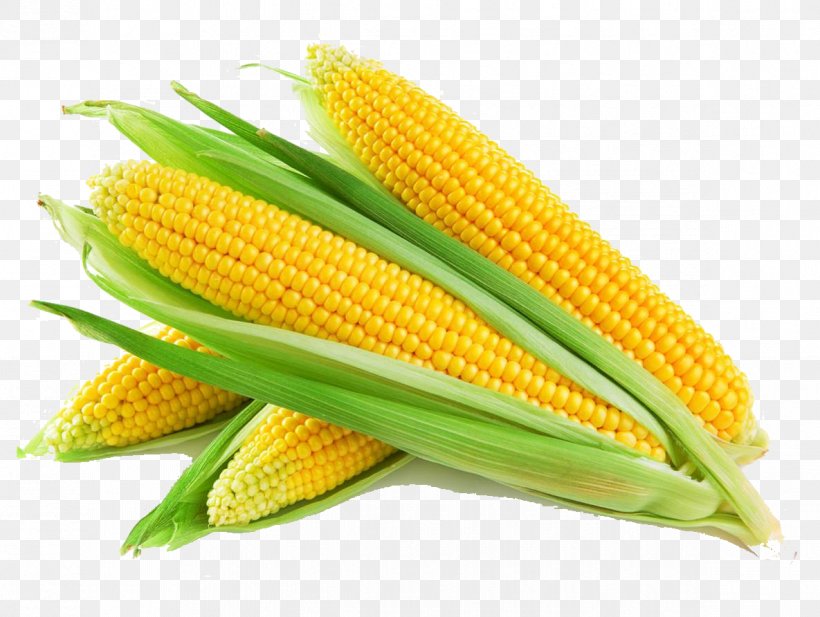 Maize Cereal Agriculture Corn Oil Cornbread, PNG, 1185x892px, Maize, Agriculture, Canjica, Cereal, Commodity Download Free