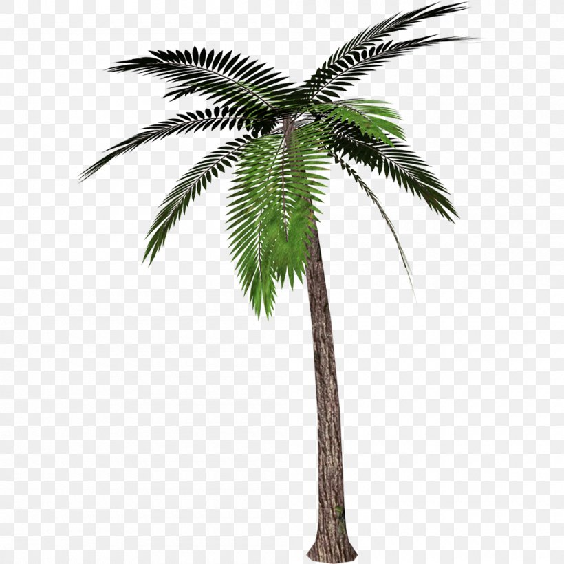 Palm Trees Transparency Clip Art Mexican Fan Palm, PNG, 1000x1000px, Palm Trees, Arecales, Attalea Speciosa, Borassus Flabellifer, Botany Download Free