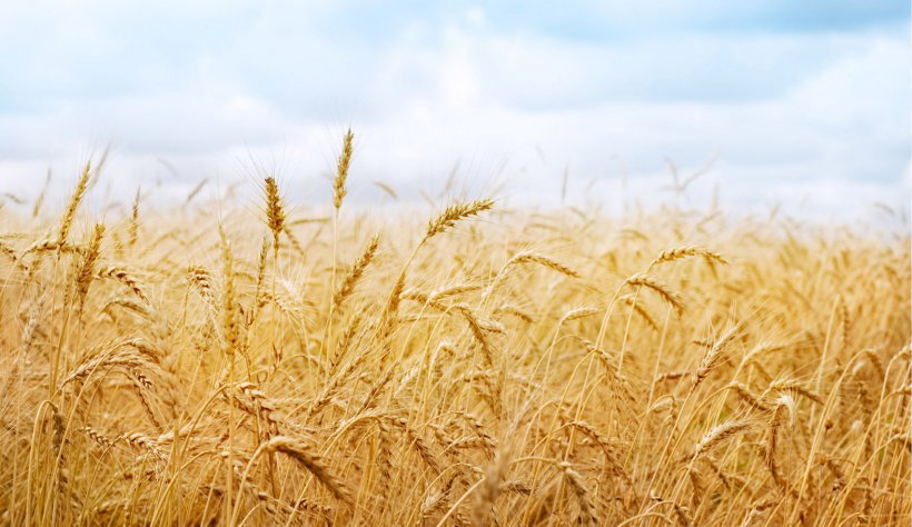 Wheat Fields Desktop Wallpaper High-definition Video, PNG, 1577x912px, Wheat Fields, Agriculture, Aspect Ratio, Avena, Barley Download Free