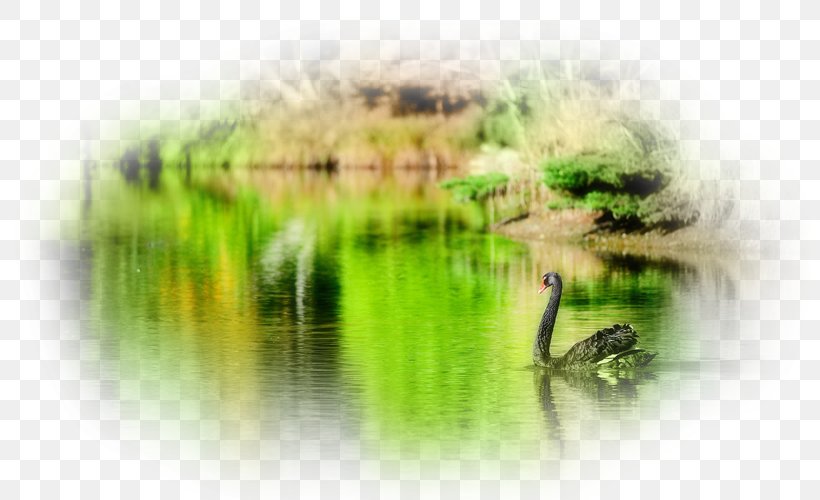 Bird Black Swan Goose Desktop Wallpaper Duck, PNG, 800x500px, Bird, Anatidae, Animal, Black Swan, Computer Download Free