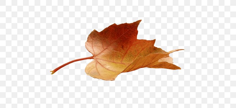 Maple Leaf Autumn Leaf Color Leaf Painting, PNG, 500x375px, Leaf, Art, Autumn, Autumn Leaf Color, Breathing Download Free