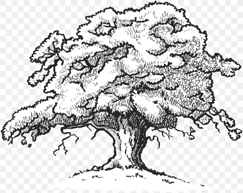 Oak Tree Drawing, PNG, 1322x1050px, Drawing, Blackandwhite, Line Art, Northern Red Oak, Oak Download Free
