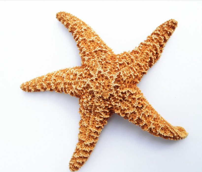 Olbersdorfer See Starfish Photography, PNG, 1442x1230px, Olbersdorfer See, Beach, Echinoderm, Hotel, Invertebrate Download Free